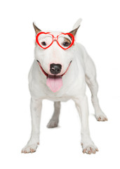 bull terrier wearing red heart-shaped sunglasses,standing against white background.