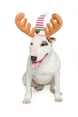 bull terrier wearing reindeer horn,sitting against white background.