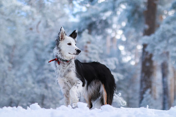 Skadi  border-collie  snow