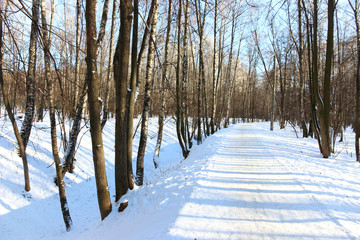 Snow forest in winter beautiful landscape
