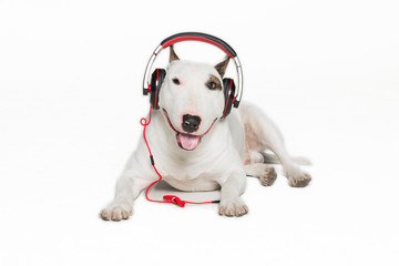 puppy bull terrier wearing black headphones,sitting.