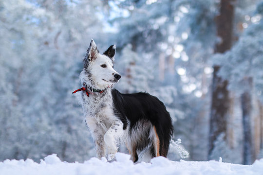 Skadi  Border-collie  Snow