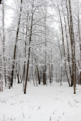 Snow forest in winter beautiful landscape