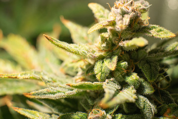 CBD THC in Pot. Marijuana bud close up. Fresh green weed In details. Macro trichomes cannabis....