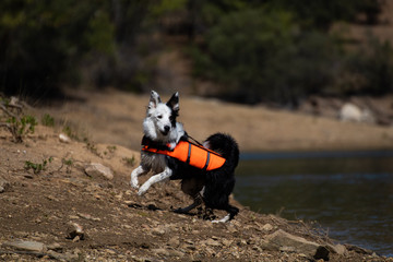 Skadi  border-collie lake