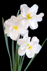 Three white daffodil flowers as a bouquet isolated on black background