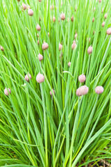 growing in the garden chive onion