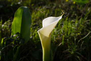 Calla lilly white flower blooming