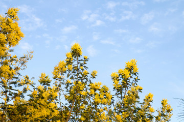 Fototapeta premium Silver wattle yellow flowers blooming