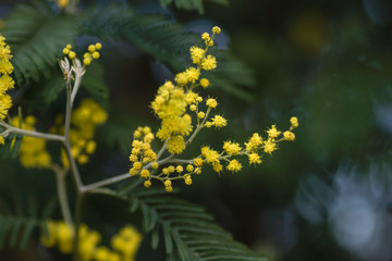 Detail of silver wattle blooming