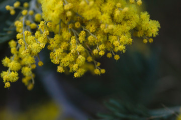 Obraz premium Silver wattle yellow flowers blooming