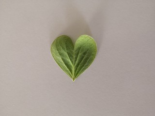 green heart on leaf - Powered by Adobe
