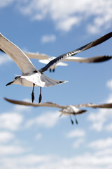 gaviotas volando en un cielo azul