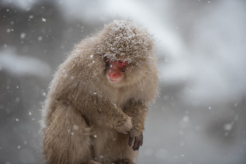 Snow Monkey at Jigokudani park, Japan.