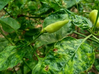 Fresh green chili with leaves in the nature background
