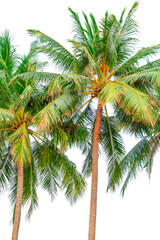 Fototapeta na wymiar palm trees on white background