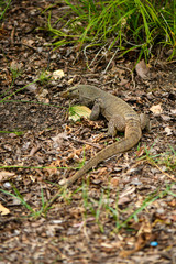 Yellow spotted asian water monitor lizard