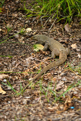 Yellow spotted asian water monitor lizard