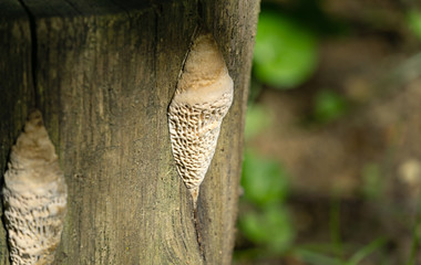 Close-up of beautiful beige porous tree fungus Daedalea quercina, commonly known as the oak mazegill or maze-gill fungus on gray stump. Original design from nature. Selective focus