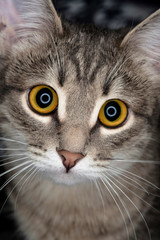Close-up portrait of a domestic cat with yellow eyes. Cute tabby cat with yellow eyes and long whiskers looks at camera with a sweet expression. Front view. Image for banner, veterinarian, cat food