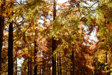 Obraz premium 秋のメタセコイアの森