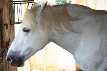 Pony, Portrait