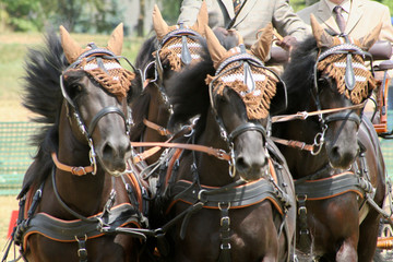 Vierspänner Ponies
