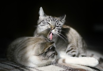 Cats' love. A cat licking a soft tabby cat on a bed.