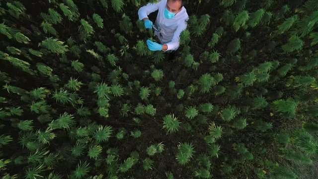 Aerial shot of scientist on marijuana field observing CBD hemp flowers with magnifying glass