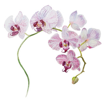 Beautiful blooming branch with white purple orchid flowers. Watercolor hand drawn vector illustration on the white square background with empty place for your text.