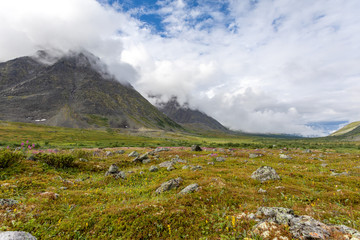 Floral landscape against the backdrop of the mountains of the Polar Urals