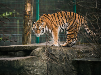 Image of an orange red black and white tiger in capacity stalking it prey looking dead at the photographer looking very aggressive and scary stood on a rock in Blackpool zoo to entertain tourists