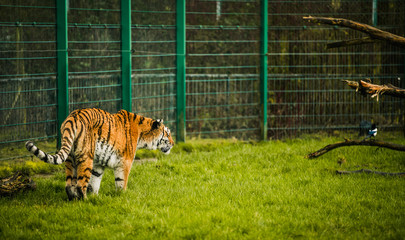 Image of an orange red black and white tiger in capacity stalking it prey looking at its future meal ready to strike looking very aggressive and scary stood in Blackpool zoo to entertain tourists