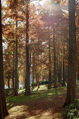 Fototapeta premium 大阪吹田・桃山公園のメタセコイアの森