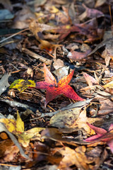 Close up of forest floor covered in colorful fall leaves highlighted in light and shadow with diminishing perspective