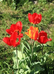 Blossoming and colorful red tulips (Tulipa L) in city garden. Spring and warm landscape with blooming flowers in the light of the sun. City park decoration. Bright colors of nature