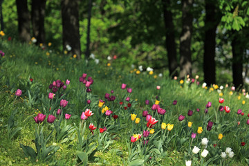 A lot (carpet) of colorful tulips are sprouting up on a park lawn in a city garden. Spring flowers in blossoming between the grass. The first flowers in spring after hibernation in city garden