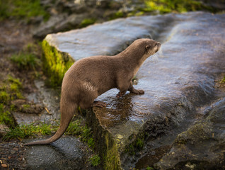 Majestic photograph image of an otter running around on rocks and stones with wet fur having a lot...