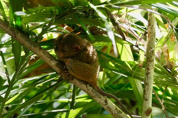 Sleepy tarsier with open eyes and funny face, small primate, on branch in nature, Bohol, Philippines