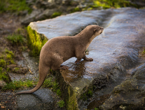 Majestic photograph image of an otter running around on rocks and stones with wet fur having a lot of fun in the zoo area allowed for it to live in even still in as a healthy animal treated well