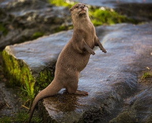 Majestic photograph of a wild otter on a rock doing strange movements with one foot or paw up in the air doing flips and stretches next to the water after going for a swim and shaking the water off