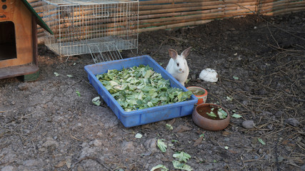 Rabbit Eating Vegetables 