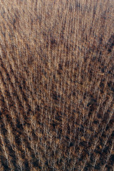 Aerial photography of cottonwood forest in winter