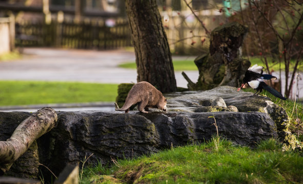 Image of an otter chasing a bird that invaded his space in the zoo area that the animal inhabits. The bird flying away after getting a scare from the small but vicious little rodent in blackpool zoo