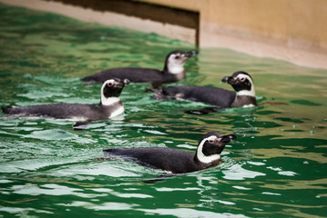 Penguins in a zoo or aquarium swimming above the lovely green fresh water black and white small fish or bird hybrids in captivity in Blackpool England. swimming around happy and un aware