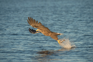 Hunting Eagle with Catch