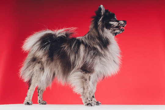 Portrait of a young wolf spitz shot in studio on a red background.