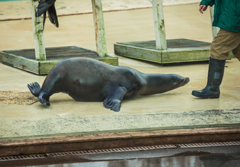 Fototapeta premium Blackpool, England, 28/01/2020 two Sea Lions performing a show in the zoo behind a glass wall with their trainer talking to the aquatic animals and leading them through all their tricks and skills
