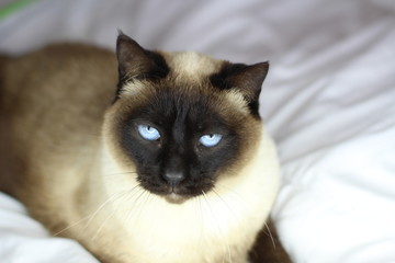 Gato siamés