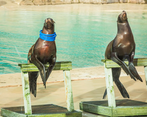 Image of two sea lions or seals playing catch with their trainer using bright blue hoops and catching them with their head necks entertaining the public tourists in a zoo performing tricks